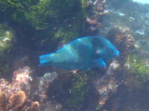 Anampses caeruleopunctatus observed 2026-09-13