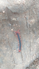 Cormocephalus nitidus