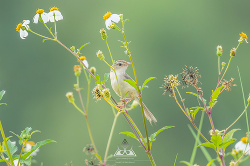 Plain Prinia