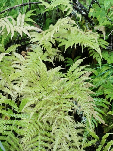 long beech fern