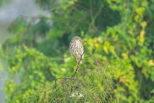 Chinese Pond-Heron