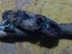 Pherhimius fascicularis