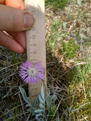 Psephellus sibiricus