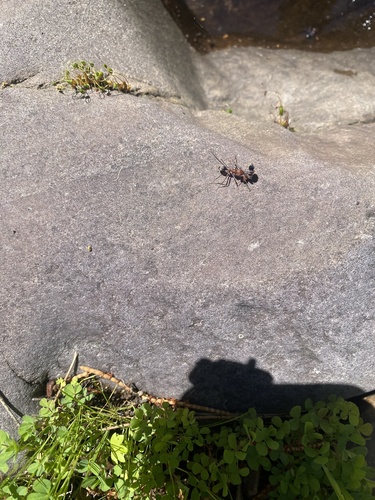 Southern Meat Ant