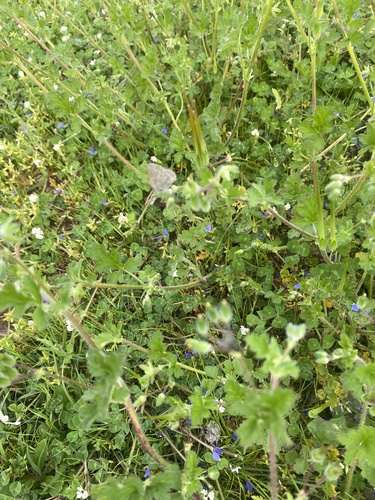Lesser Grass Blue