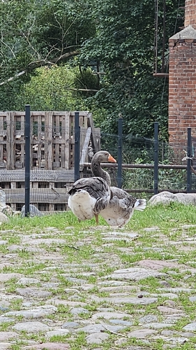 Greylag Goose