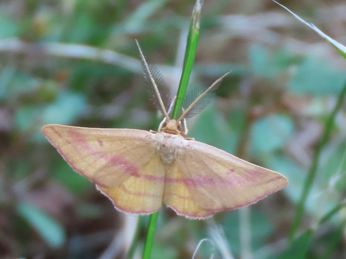 Chickweed Geometer Moth