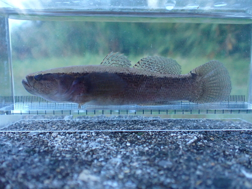 Eleotris fusca observed 2026-08-28