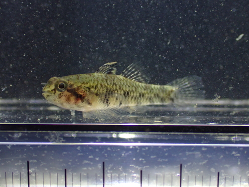 Redigobius bikolanus observed 2026-08-28