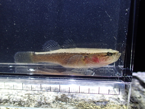 Eleotris fusca observed 2026-08-28