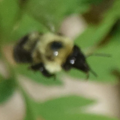 Bombus bimaculatus