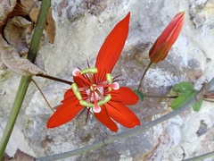 Passiflora miniata × vitifolia