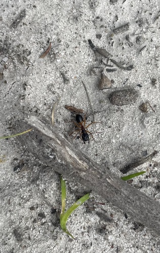 Banded Sugar Ant