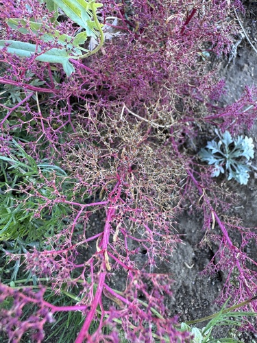 Chenopodium acuminatum observed 2026-09-13