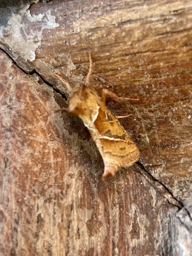 Orange Swift