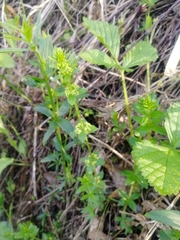 Cruciata glabra krylovii