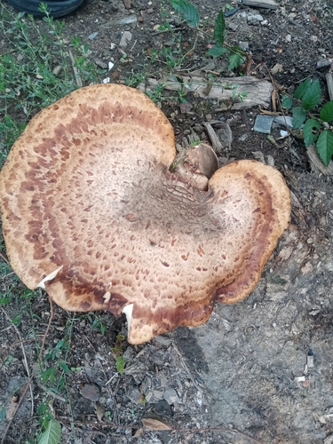 Dryad's Saddle