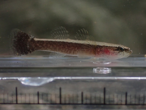 Eleotris fusca observed 2026-08-29