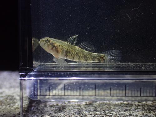 Redigobius observed 2026-08-29
