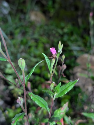 rose evening primrose