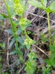 Cruciata glabra krylovii