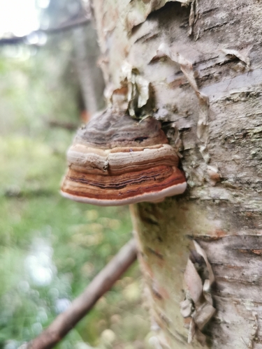 Hoof Fungus