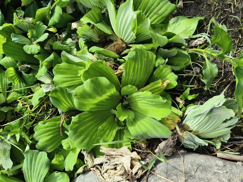 Water Lettuce