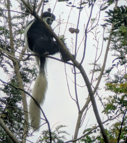 Mount Kilimanjaro Guereza