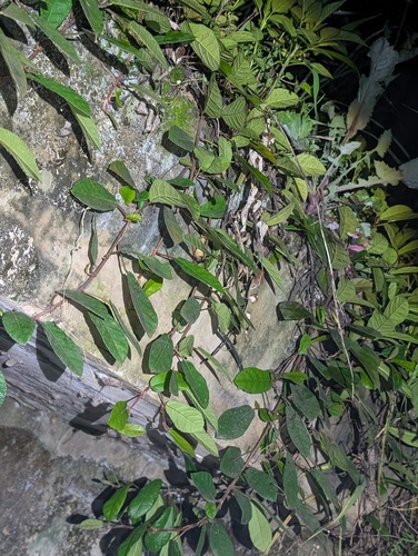 Ficus tikoua