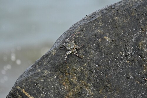 East Atlantic Sally Lightfoot Crab