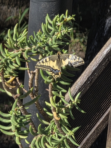 Old World Swallowtail