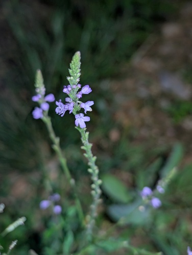 Common vervain