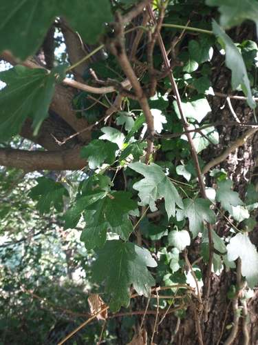 field maple