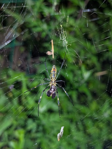 Joro Spider