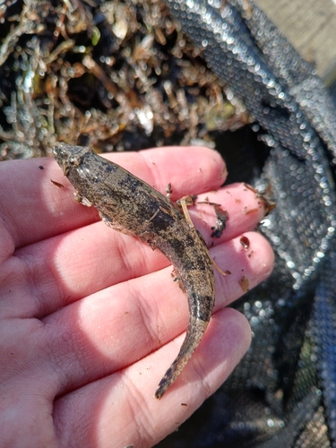 Psammogobius biocellatus observed 2026-09-13
