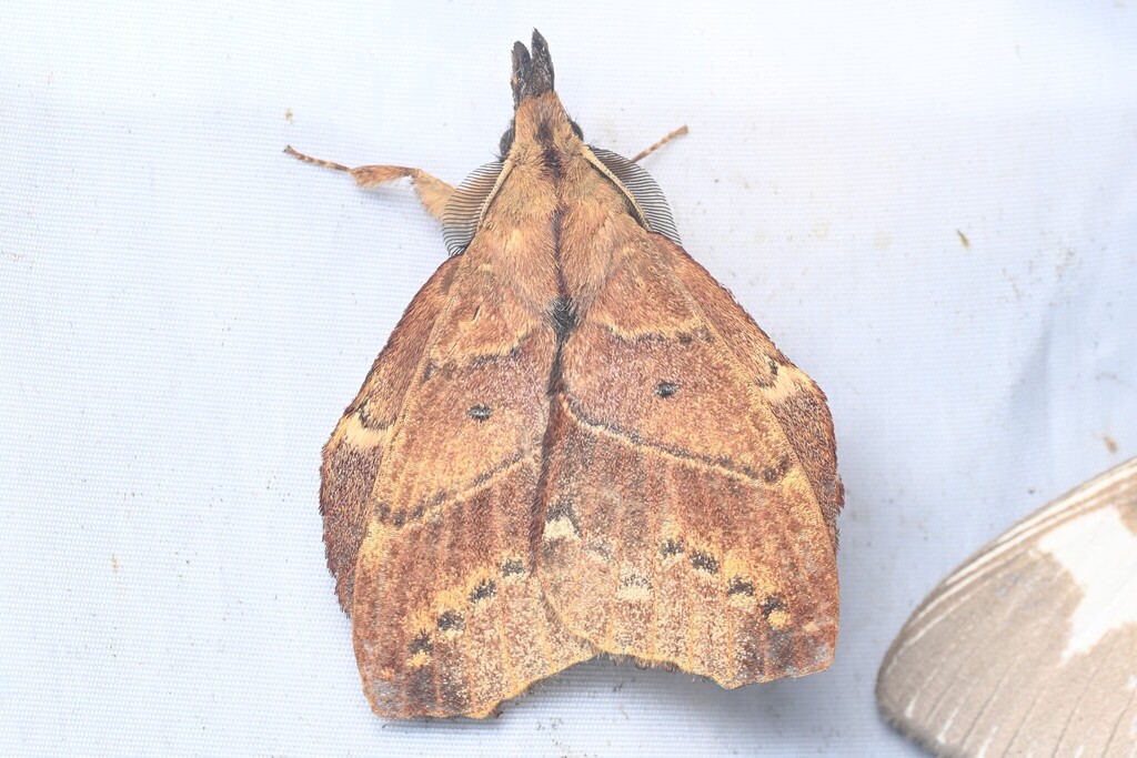 Radhica flavovittata
