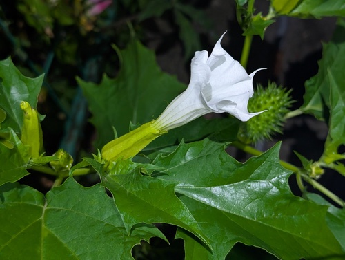 jimsonweed