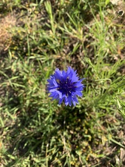 Centaurea cyanus