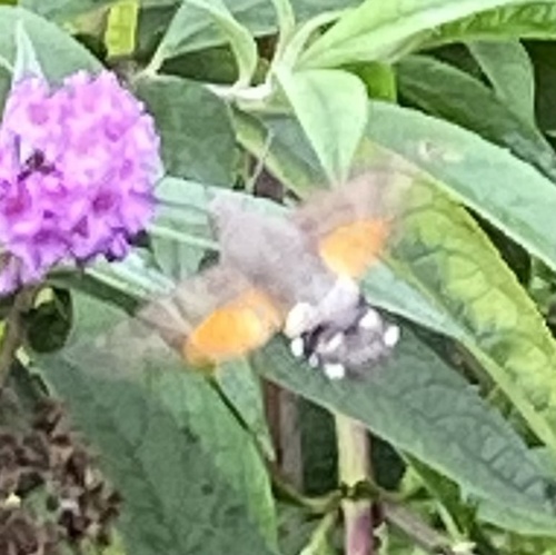 Eurasian Hummingbird Hawkmoth