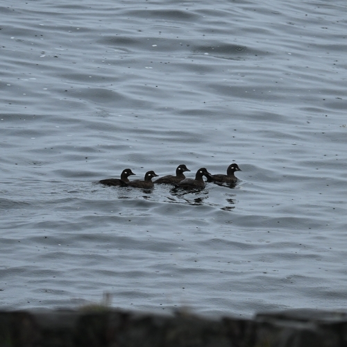 Harlequin Duck