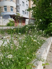 Capsella bursa-pastoris