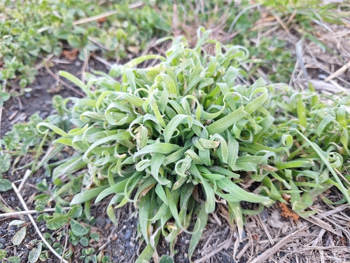 Hare's Tail Grass