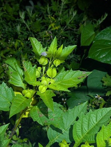 apple-of-Peru