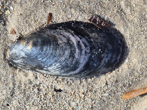 Modiolus areolatus, 2026-09-13