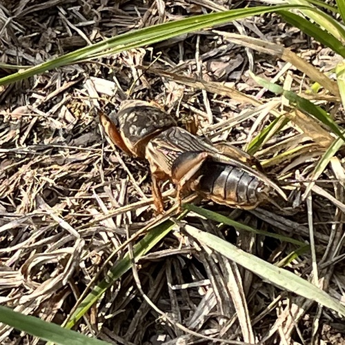 European Mole Cricket