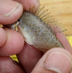 Lepomis humilis