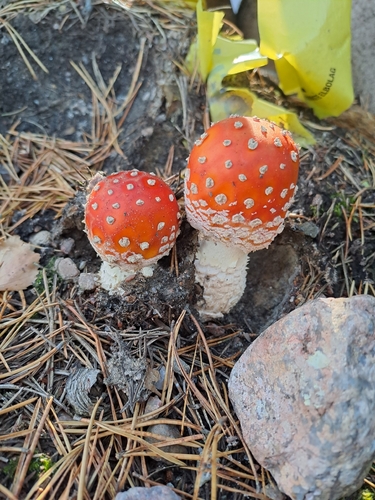 Fly Agaric