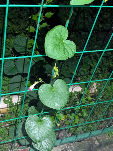 common morning-glory