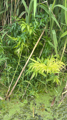 Cowbane