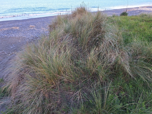 European marram grass